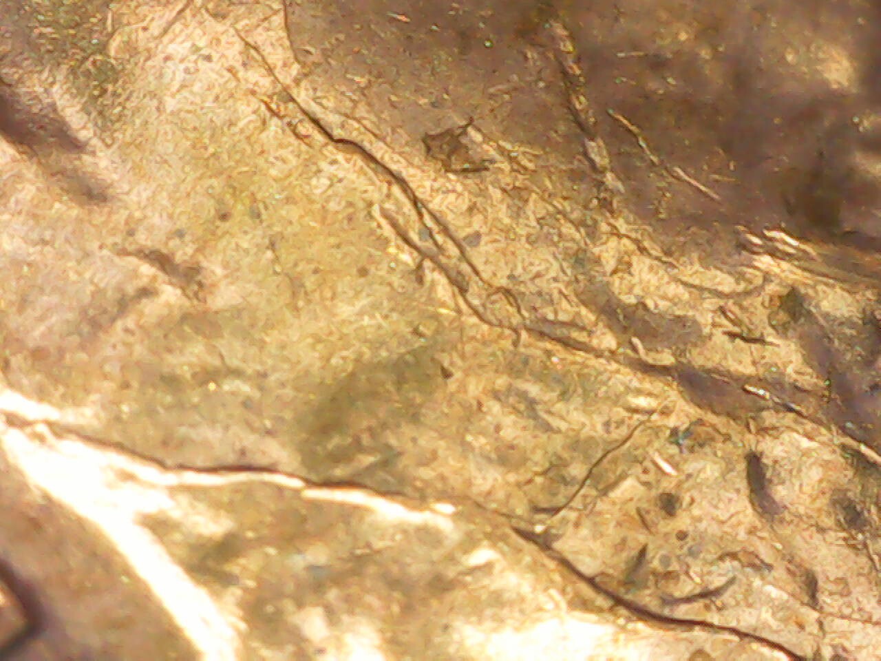 1955 Penny Die Cracks Variety Obverse