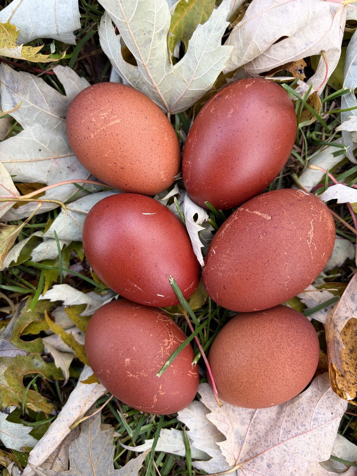 12 + Extras - Black Copper Marans Hatching Eggs (NPIP# 34-785) READ DESCRIPTION