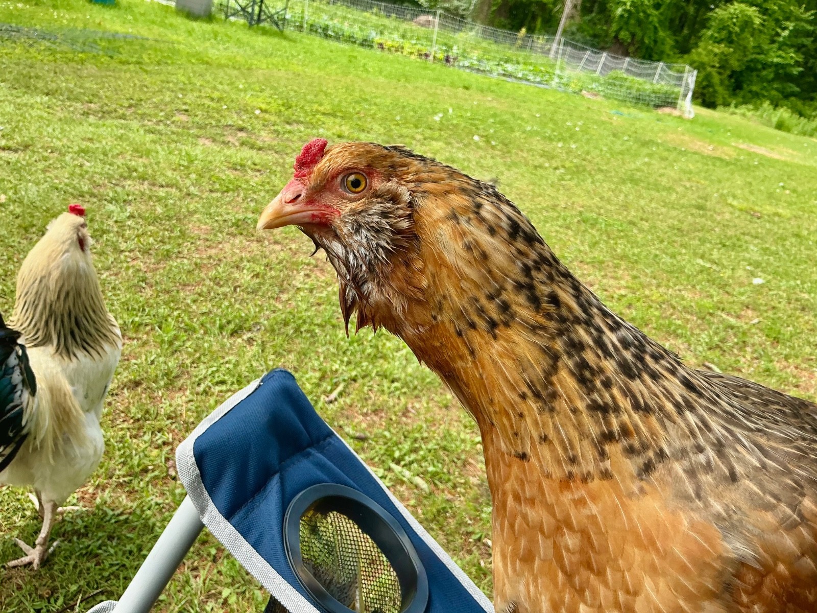 Chicken Hatching Eggs, (20) , Mixed Barnyard Flock, Wyandotte, Easter E etc.