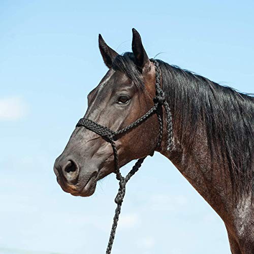 Flat Braid Halter and Leadrope Black