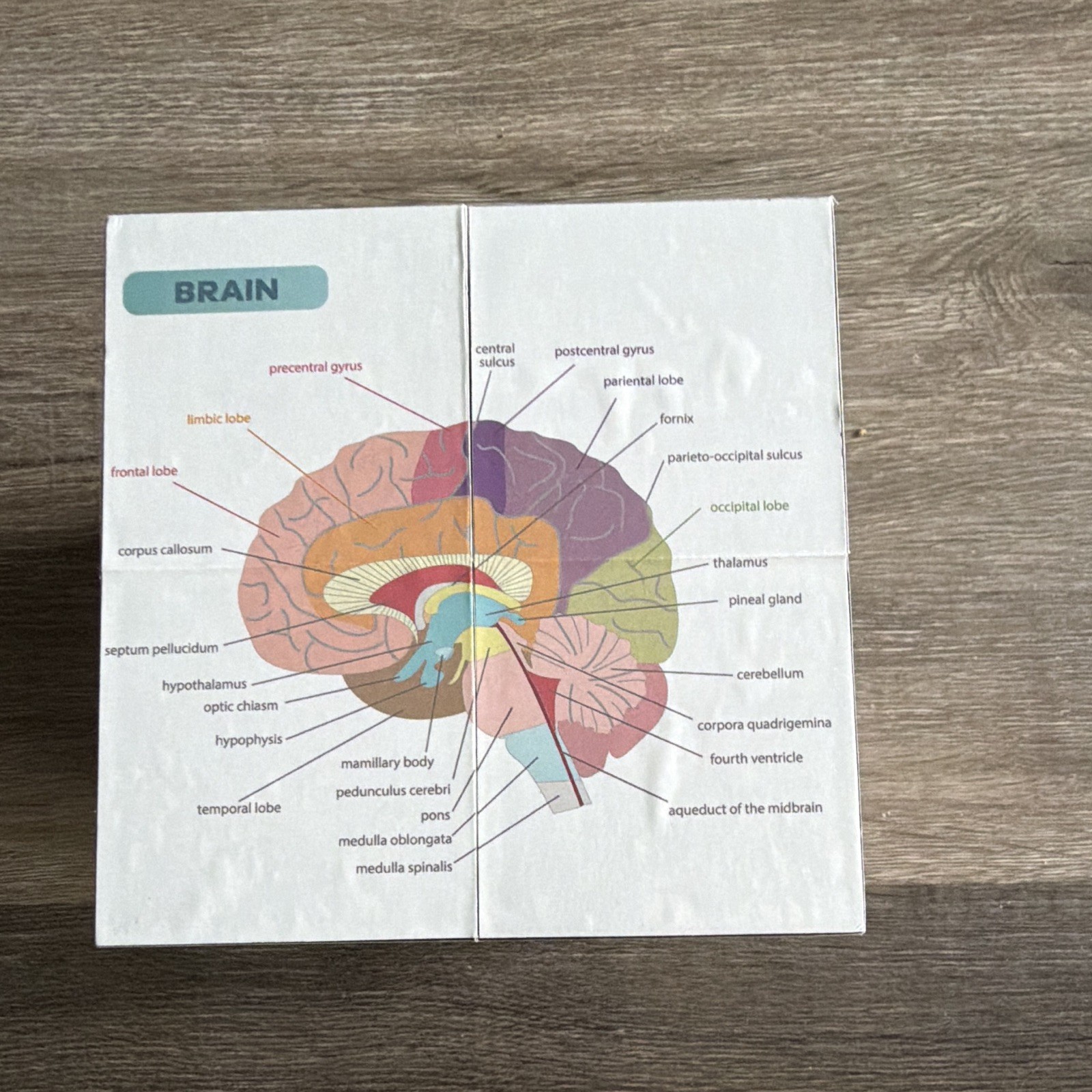Anatomy Study Cube Educational Foldout Charts - Brain, Heart, Circulatory