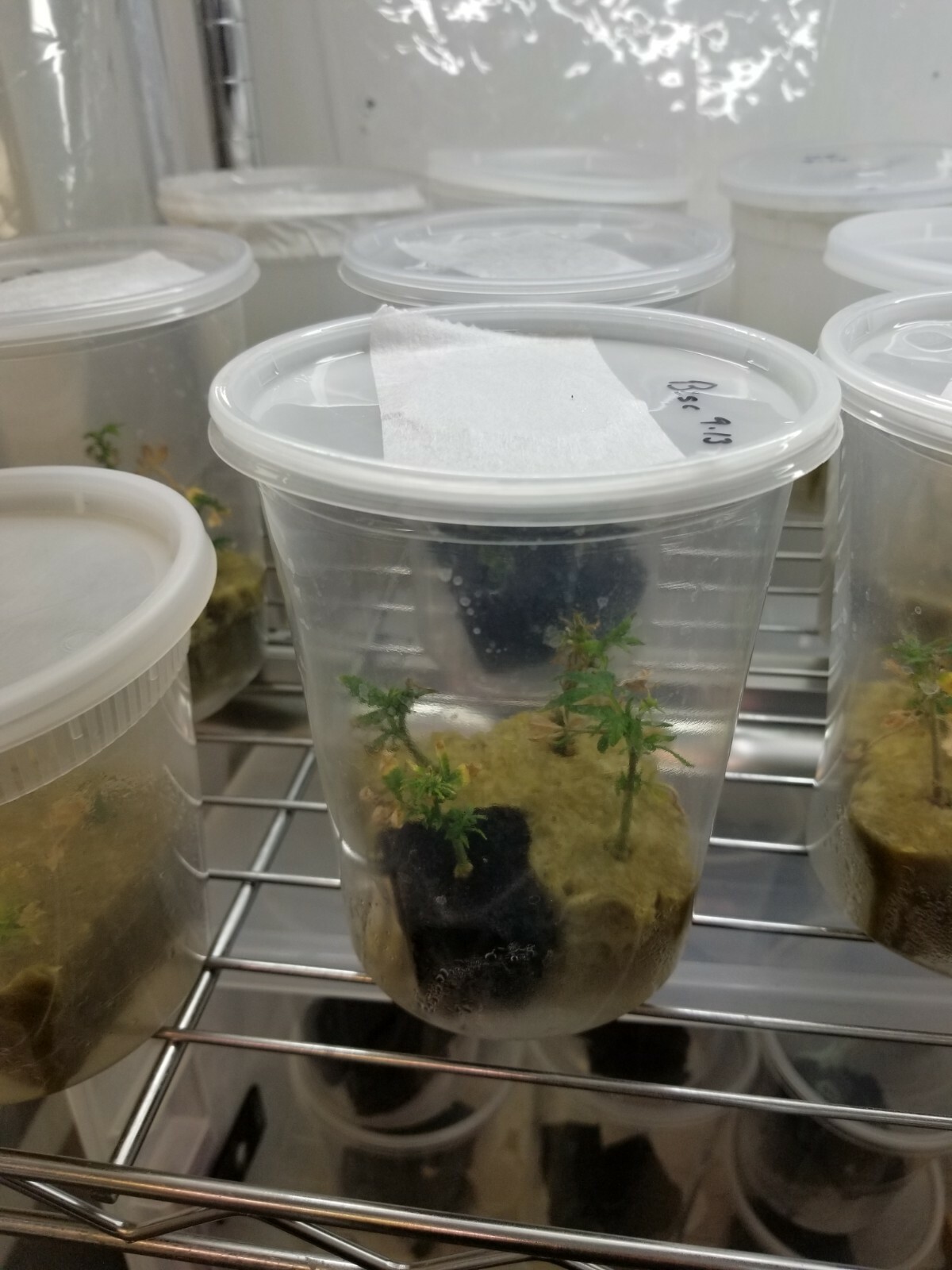 Microclone Tissue Culture Tissueponics Multkit-mT meta Topolin Cannabis Storage