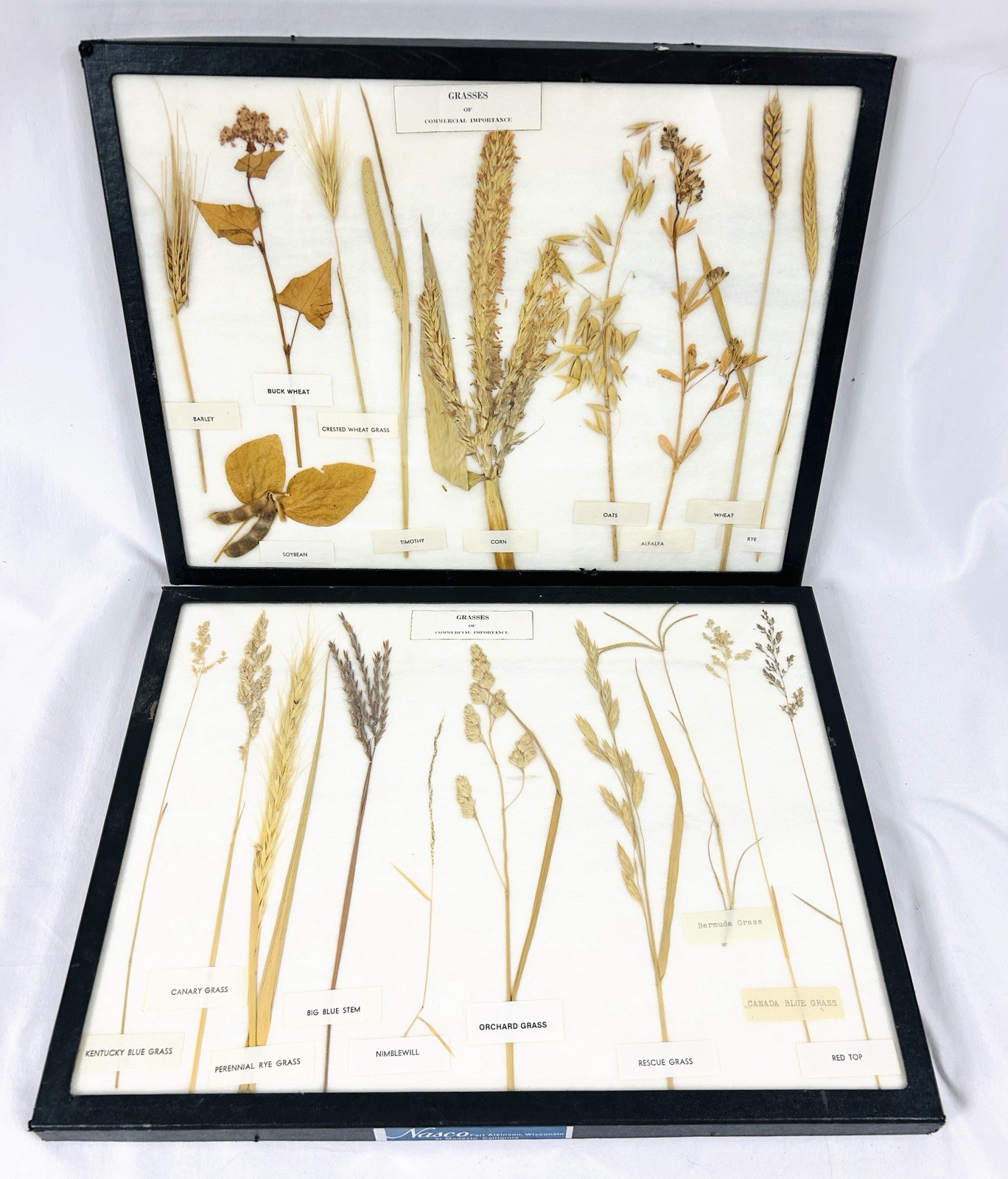 Vtg Herbarium Dried Grasses of Commercial Importance Labeled in Display Boxes