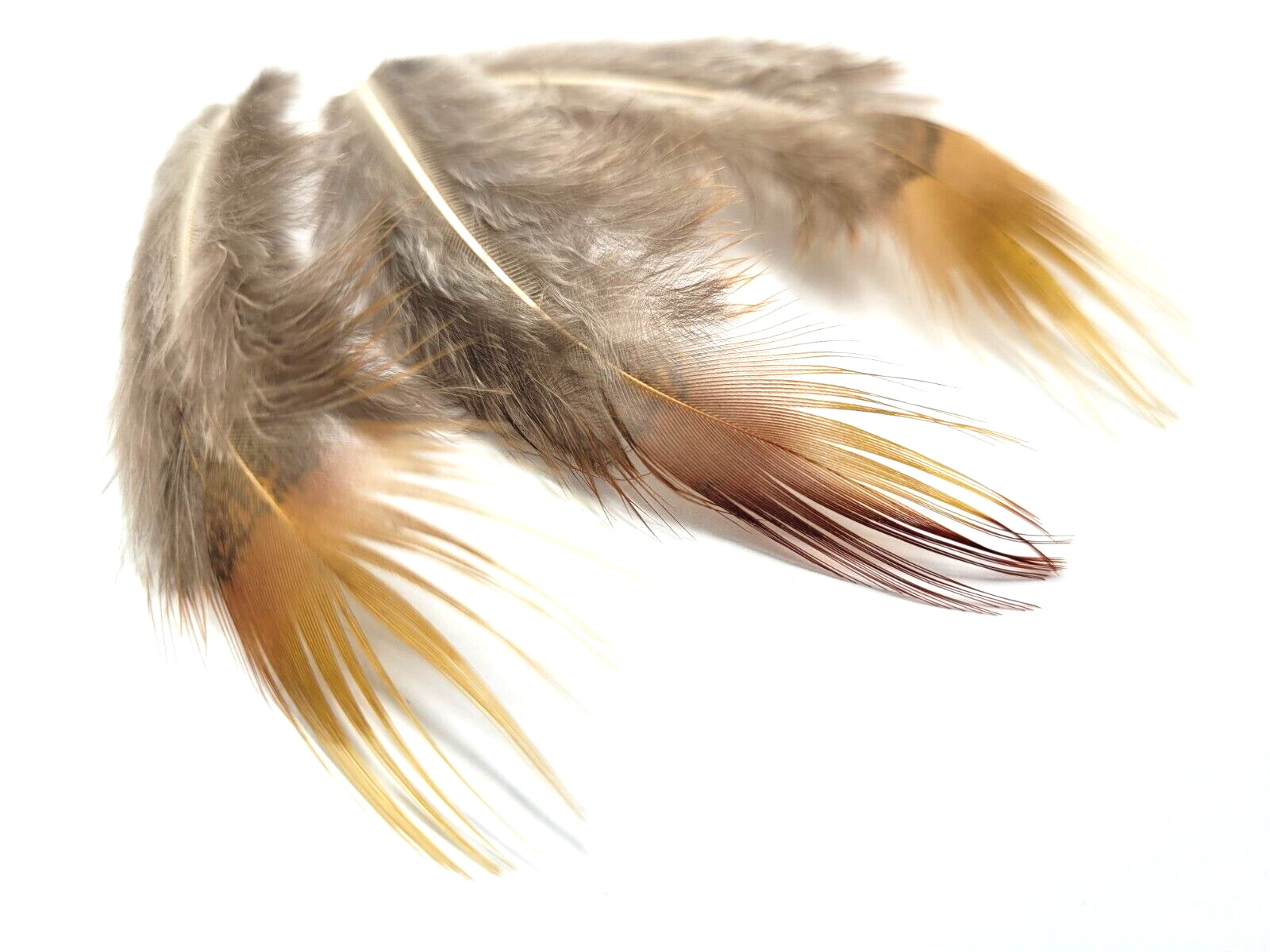 PHEASANT TAIL FEATHERS - GOLDEN/ RED - TAILS - 12 pc. - Fly Tying Materials