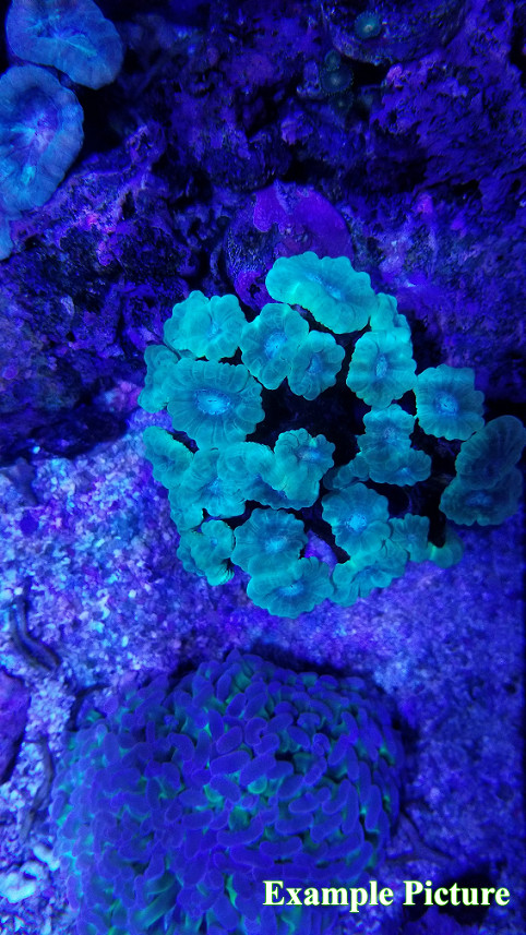 Rectangular Large Coral Viewer – Phone Edition - 3D Printed - Many Colors