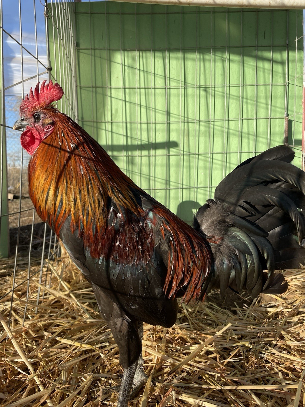 6+ Chicken Hatching Eggs