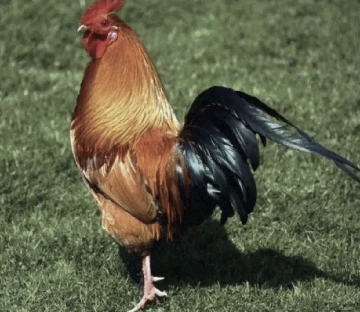 Backyard Poultry Medicine