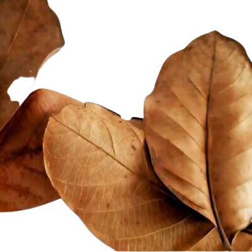 DRIED JACK FRUIT 100 PCS LEAVES Kataha Organic Bio Film Shrimp Aquarium Ceylon