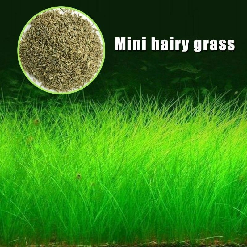 Aquarium Grass Seeds (Small Cow Hair Grass) Aquarium plant USA