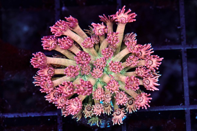 Key Lime Goniopora WYSIWYG - SAQ Coral Farm