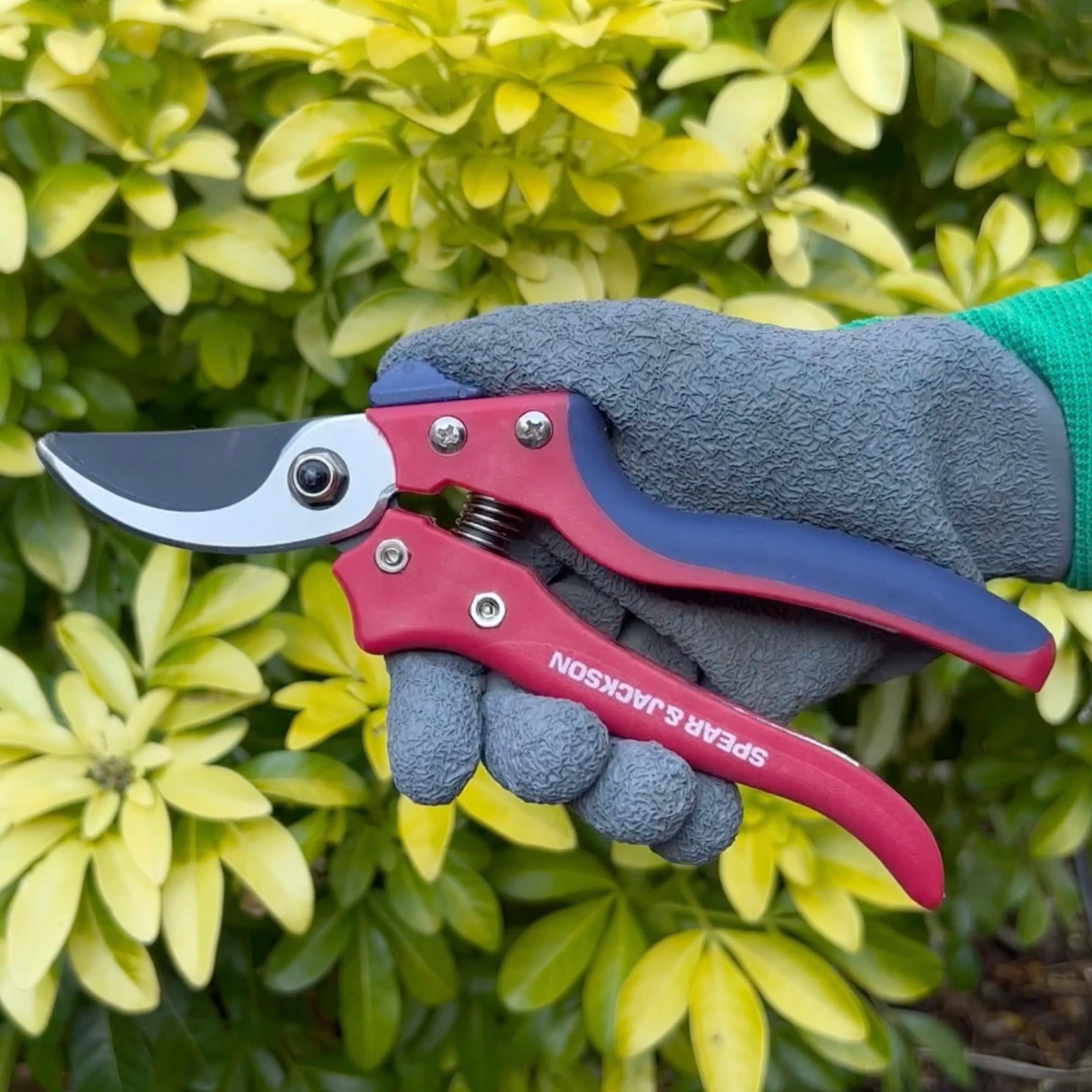 Spear & Jackson Razorsharp Bypass Pruning Shears, Pruner, Red & Blue