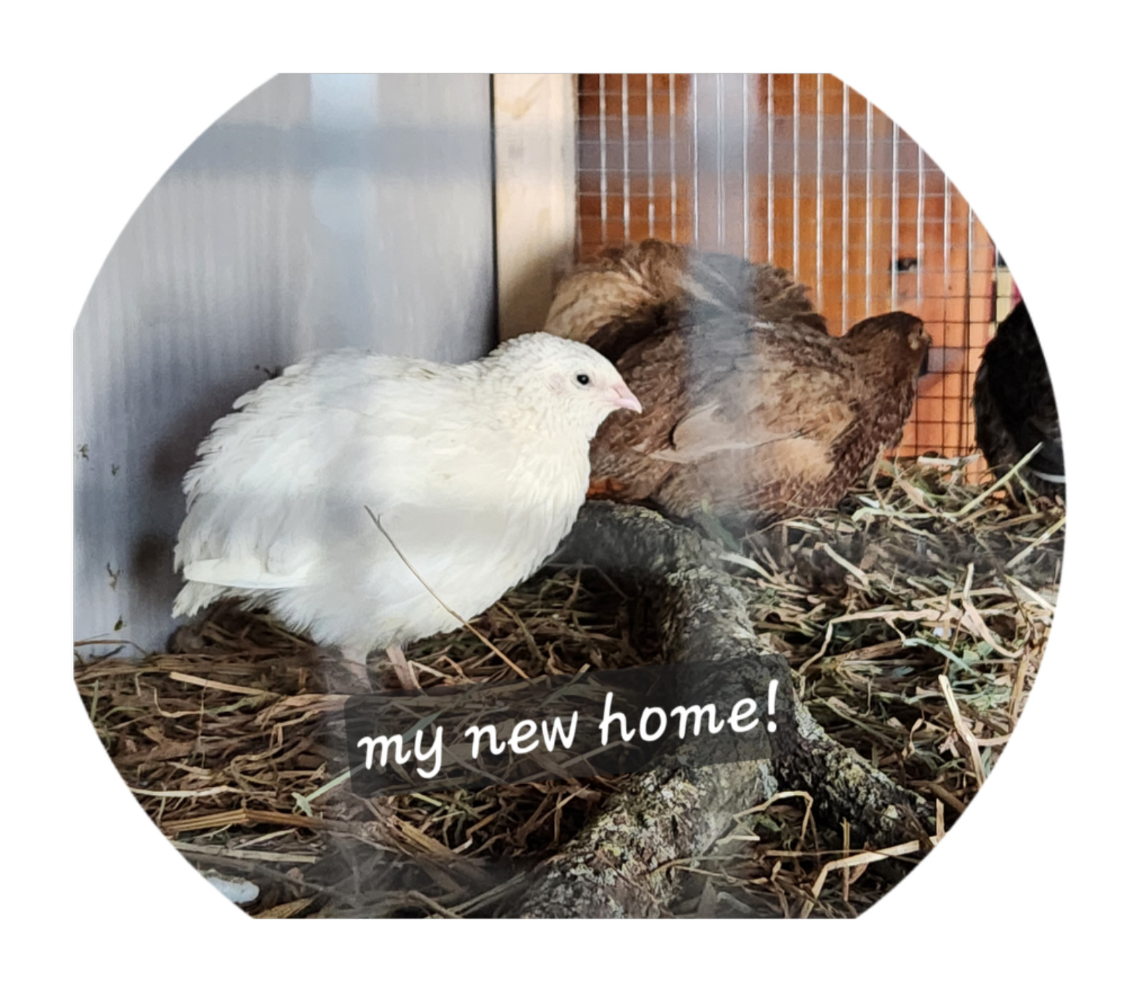 6++ Organically raised Welsh Harlequin Hatching Eggs. NPIP cert. 35-0909