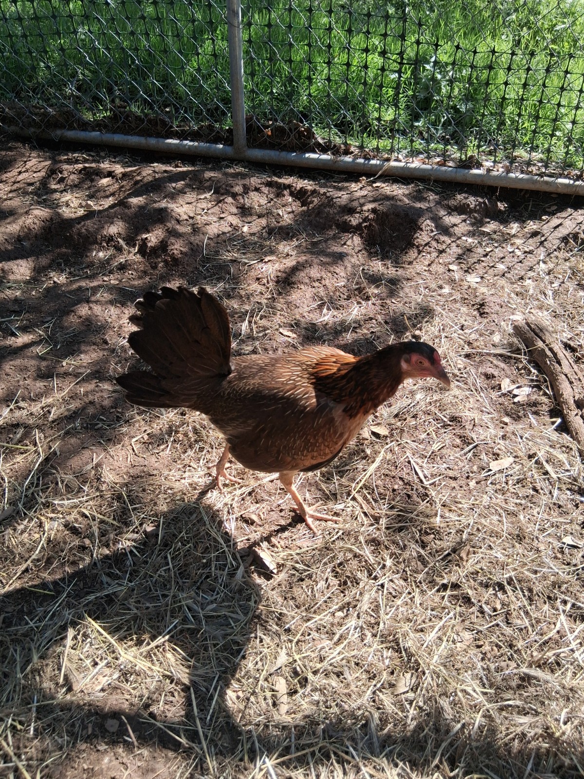 7 Hatching Eggs