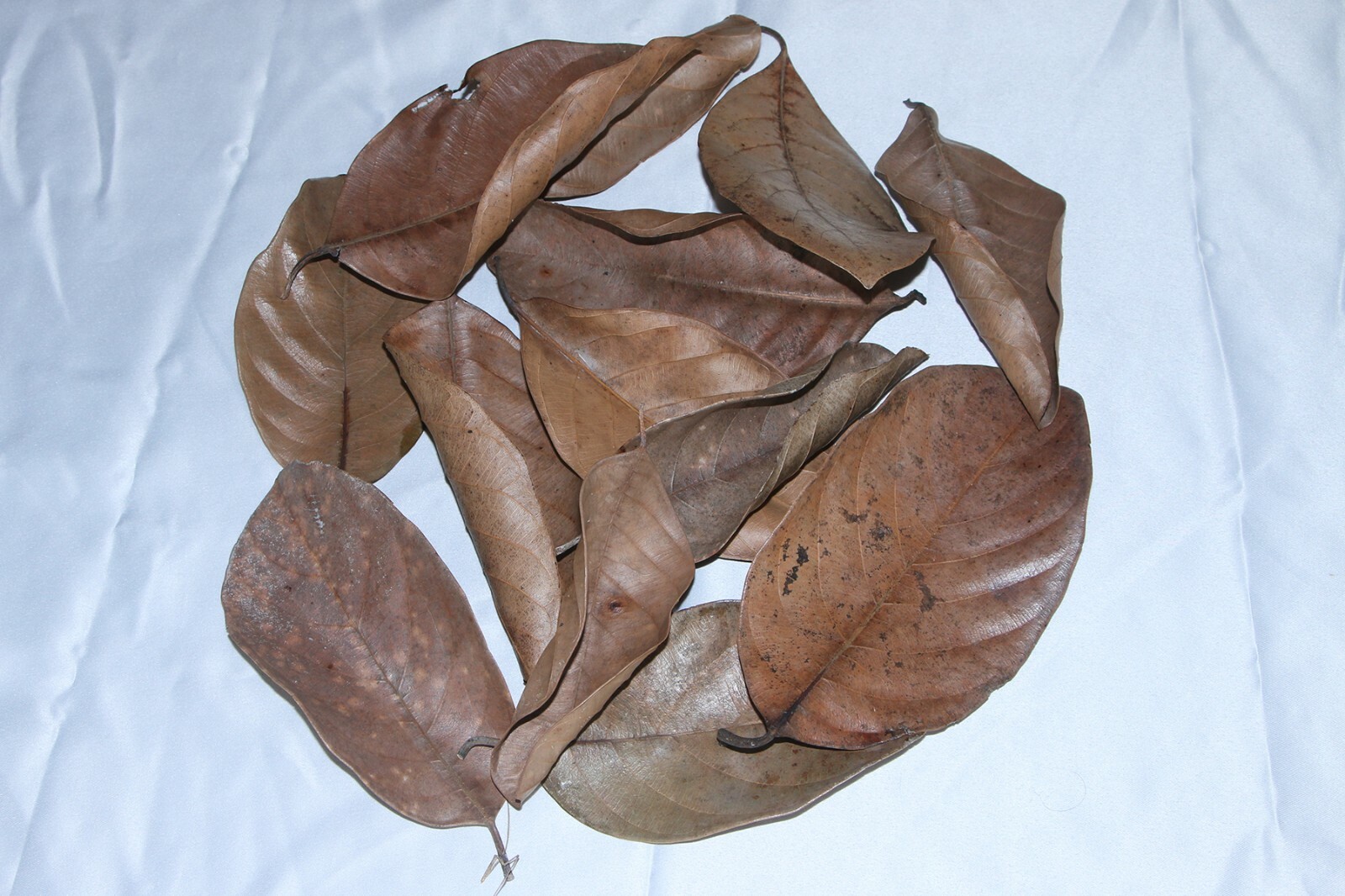 Jack Fruit leaves Dried Shrimp Aquarium Sri Lankan 100 leaves