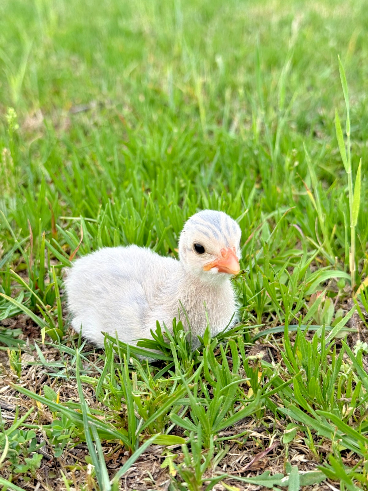 14 FRESH GUINEA FOWL HATCHING EGGS READY