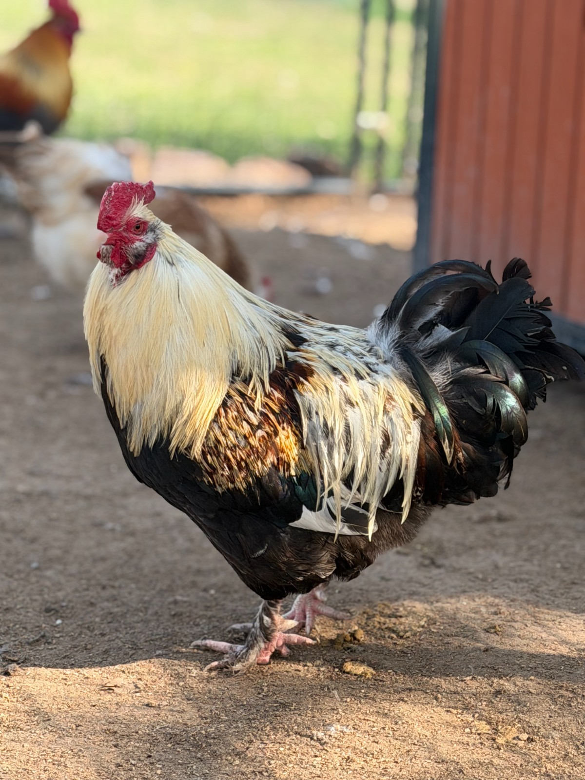 12 (+2 Extra) Easter - Olive Egger RAINBOW Chicken Hatching Eggs Mix Speckled