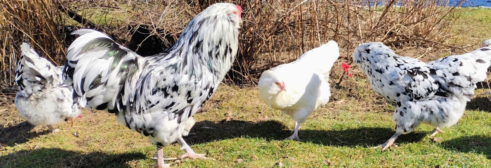 Free Shipping! NPIP certified Ermine Ameraucana hatching eggs (12++)