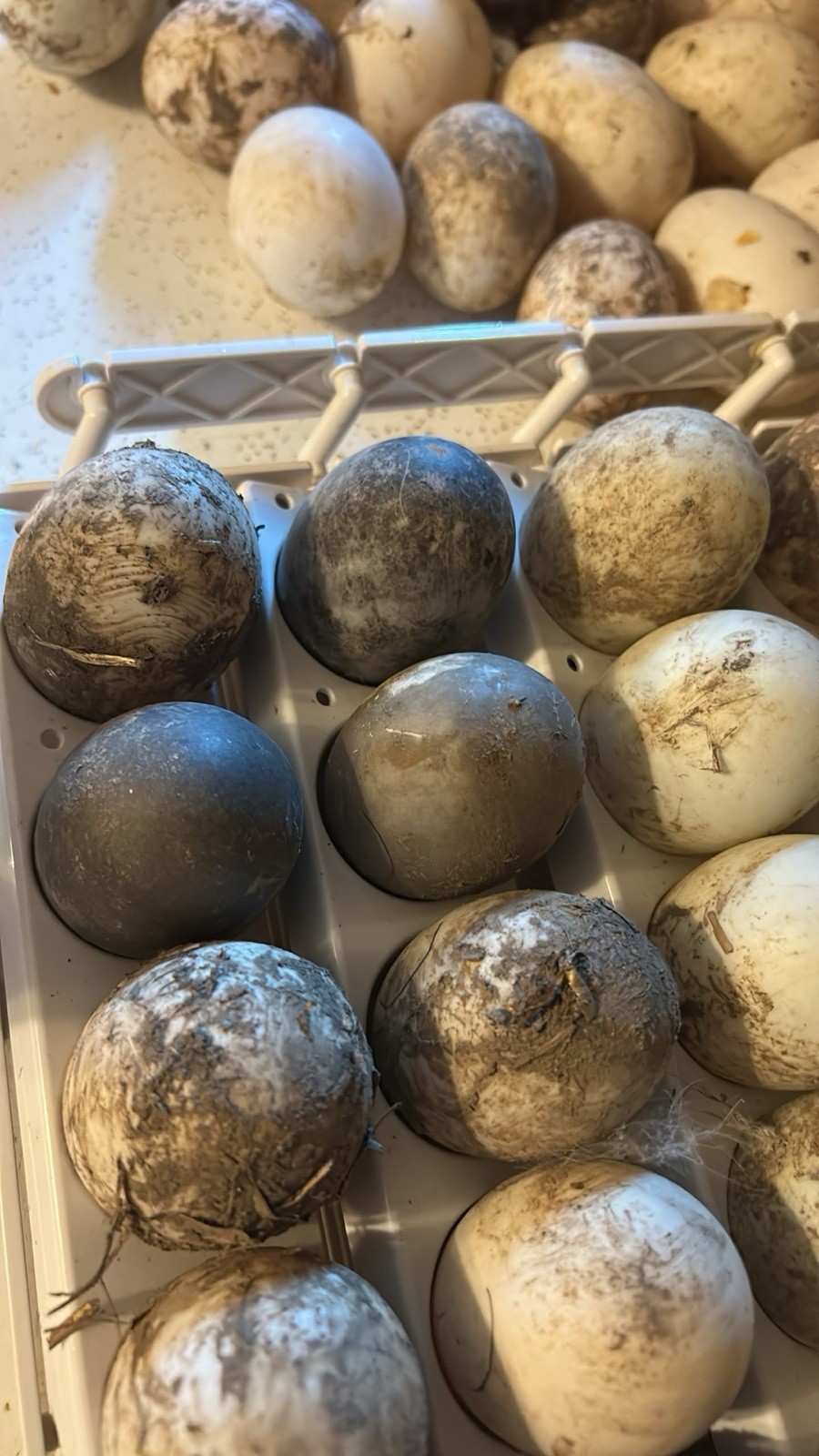 Fertile Cayuga Duck Hatching Eggs 12+ Pack