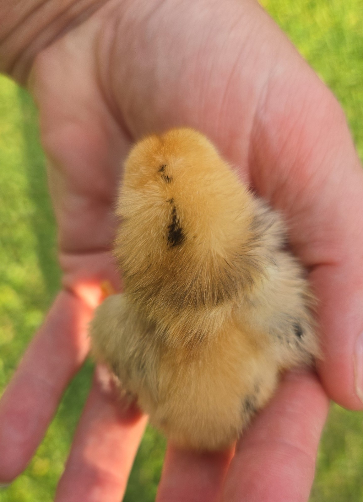 Booted Mille Fleúr Serama Hatching Eggs (6) NPIP Certified