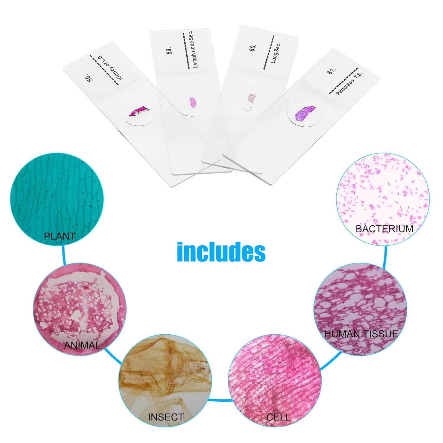 Microscope Slides, 100 Pcs Prepared Microscope Slides with Specimens for Kids...