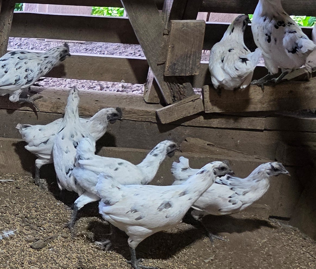 10+ Nichols County Zombie Hatching Eggs | TN NPIP CERTIFIED