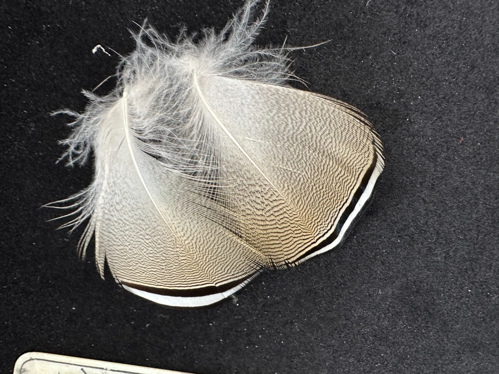 Premium Barred Wood Duck feathers