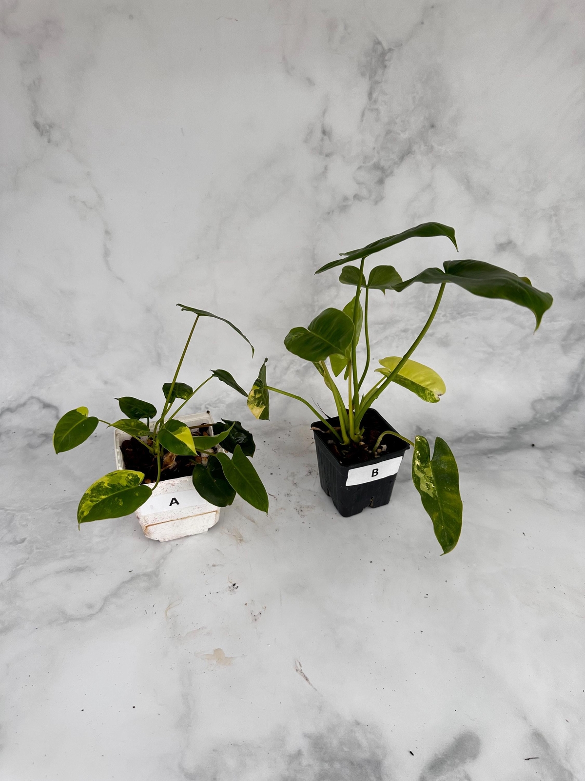 Philodendron Burle Marx Variegated