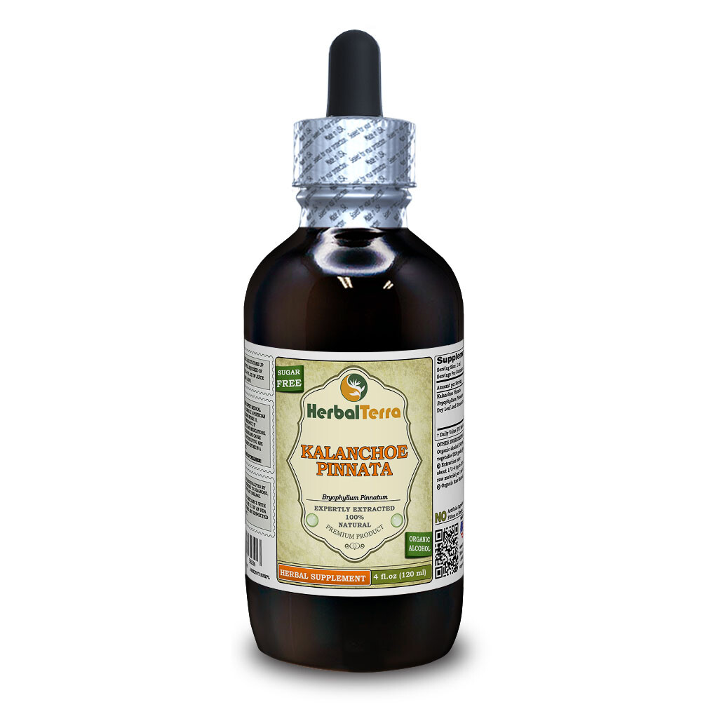 Kalanchoe Pinnata (Bryophyllum Pinnatum) Dried Leaf And Stem Liquid Extract