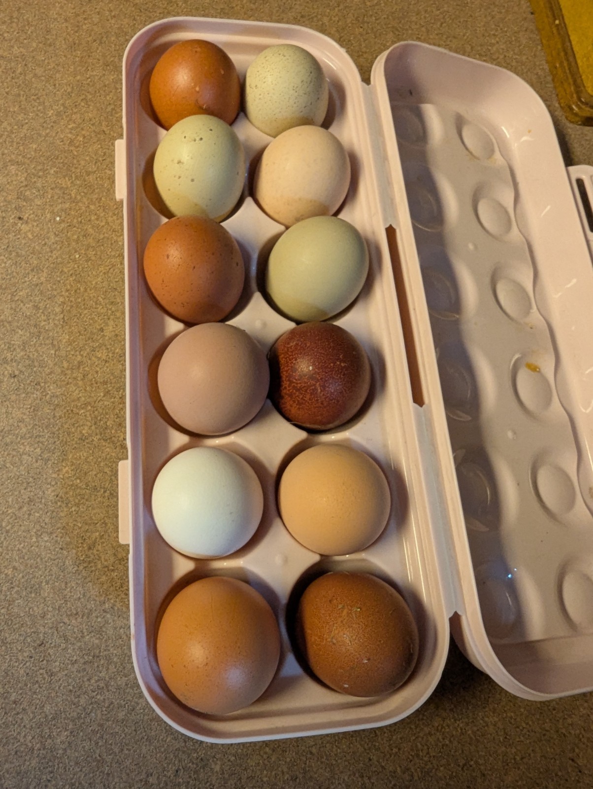 10+2 Rainbow Eggs for Hatching... Some Speckled Eggs, Possible Heavy Bloom!🐣