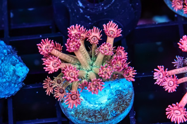 Juicy Fruit Goniopora WYSIWYG - SAQ Coral Farm