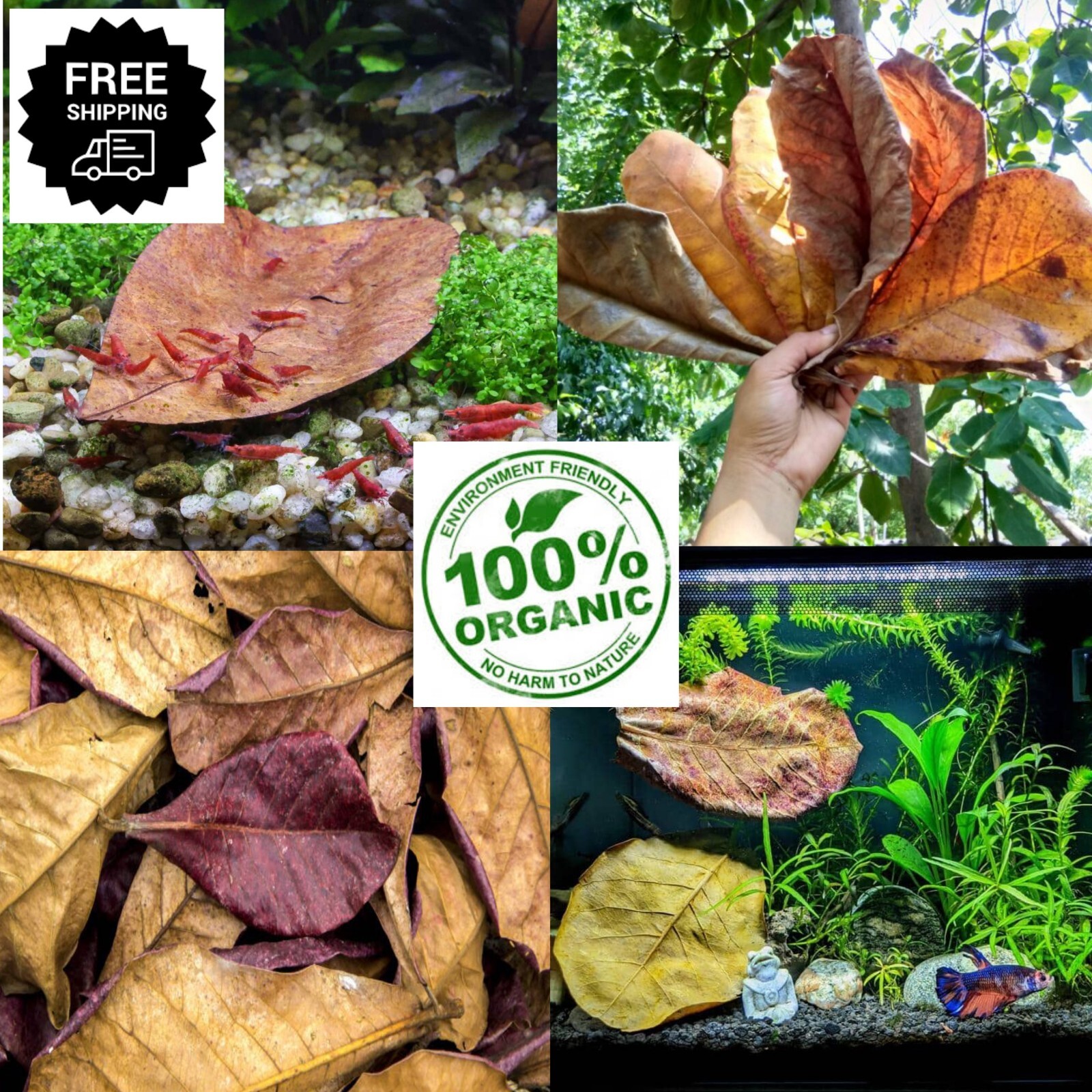 125xPcs Almond Leaves Catappa Indian Almond Leaf Shrimp Betta Fish Aquarium Care