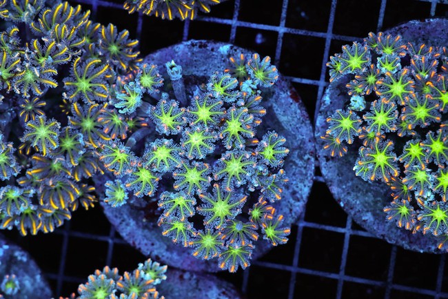 Clove Colony WYSIWYG - SAQ Coral Farm