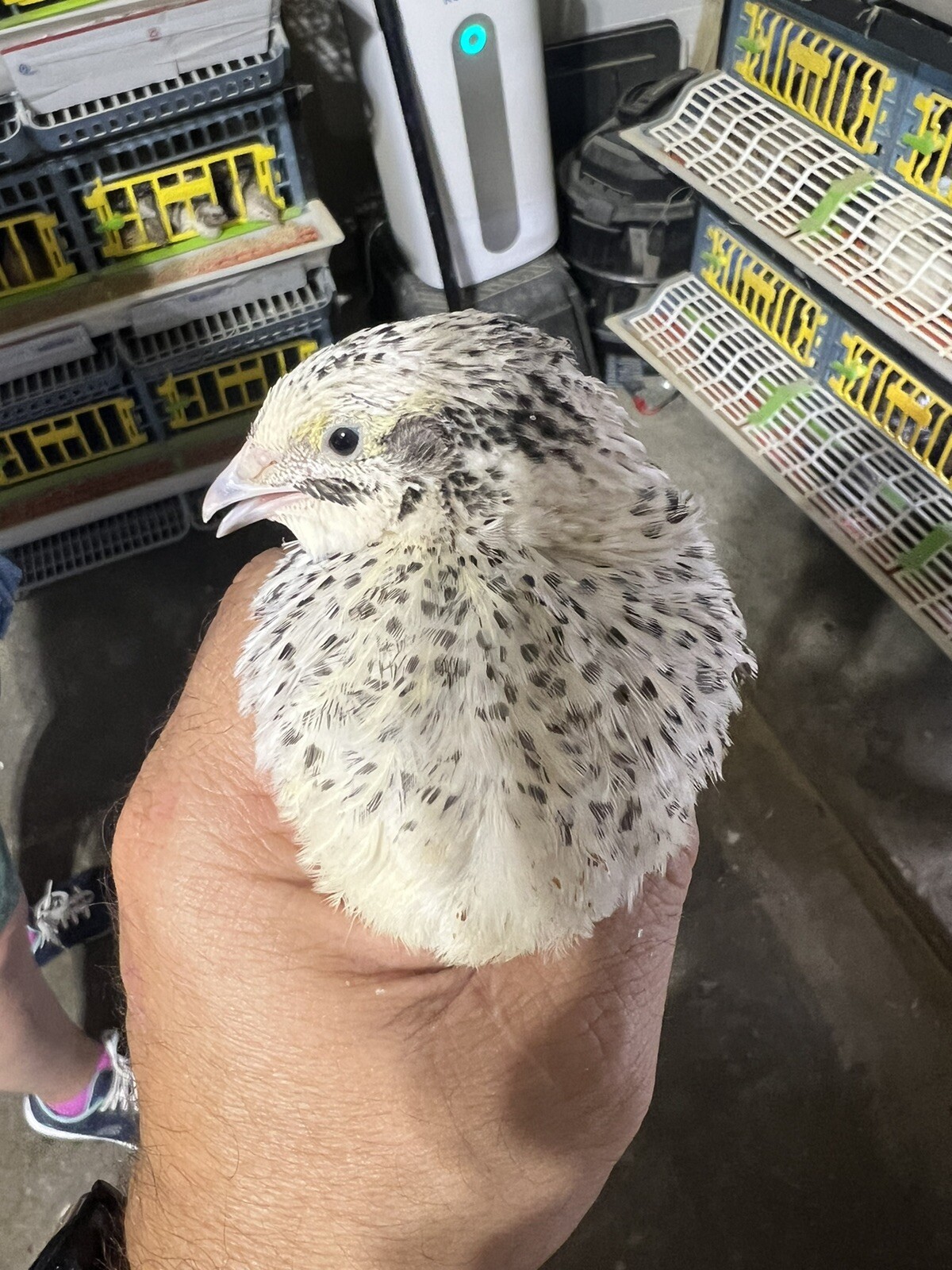 132 Jumbo Quail Hatching Eggs Rare Mix 11 Dozen