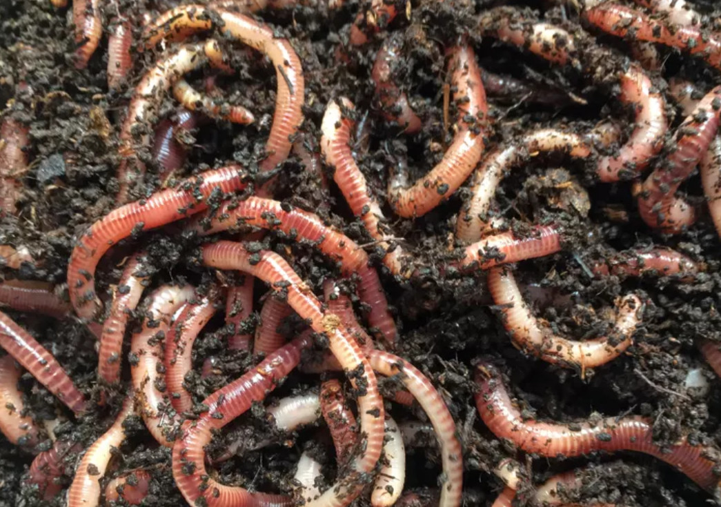 Live Canadian Nightcrawler Fishing Bait Worms - Alive Earthworm Fish & Pet Food