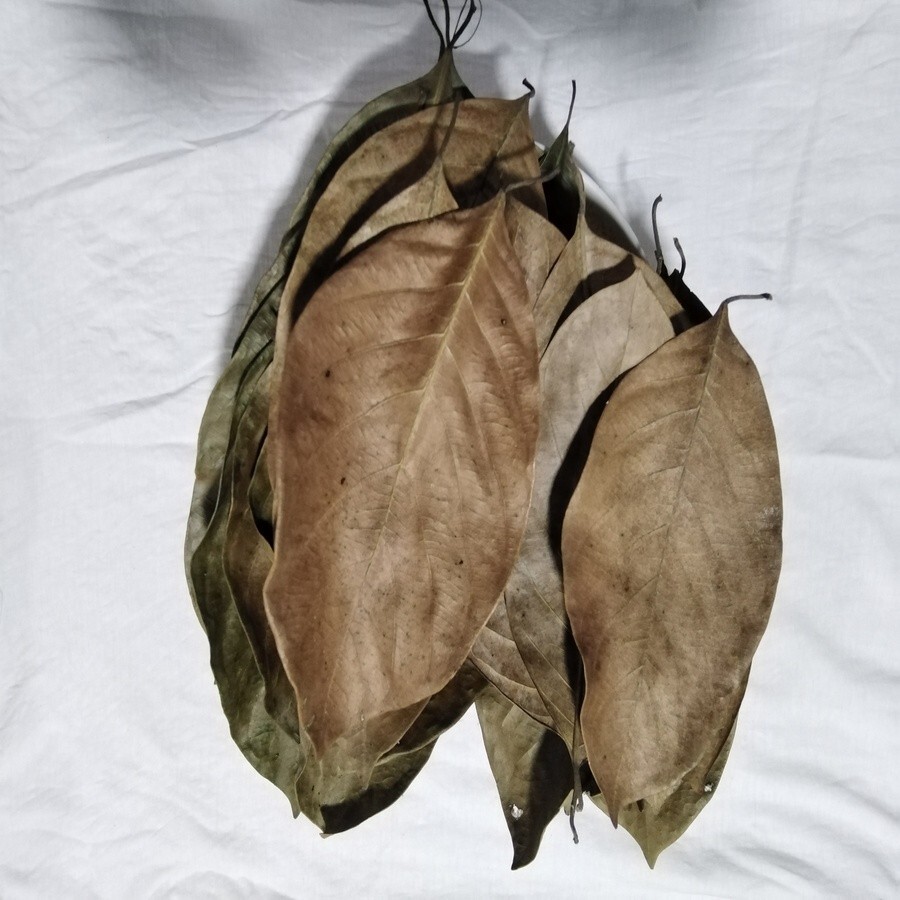 Dried Jack Fruit Organic Bio Aquarium Leaves 100% Fresh Natural from Sri Lanka
