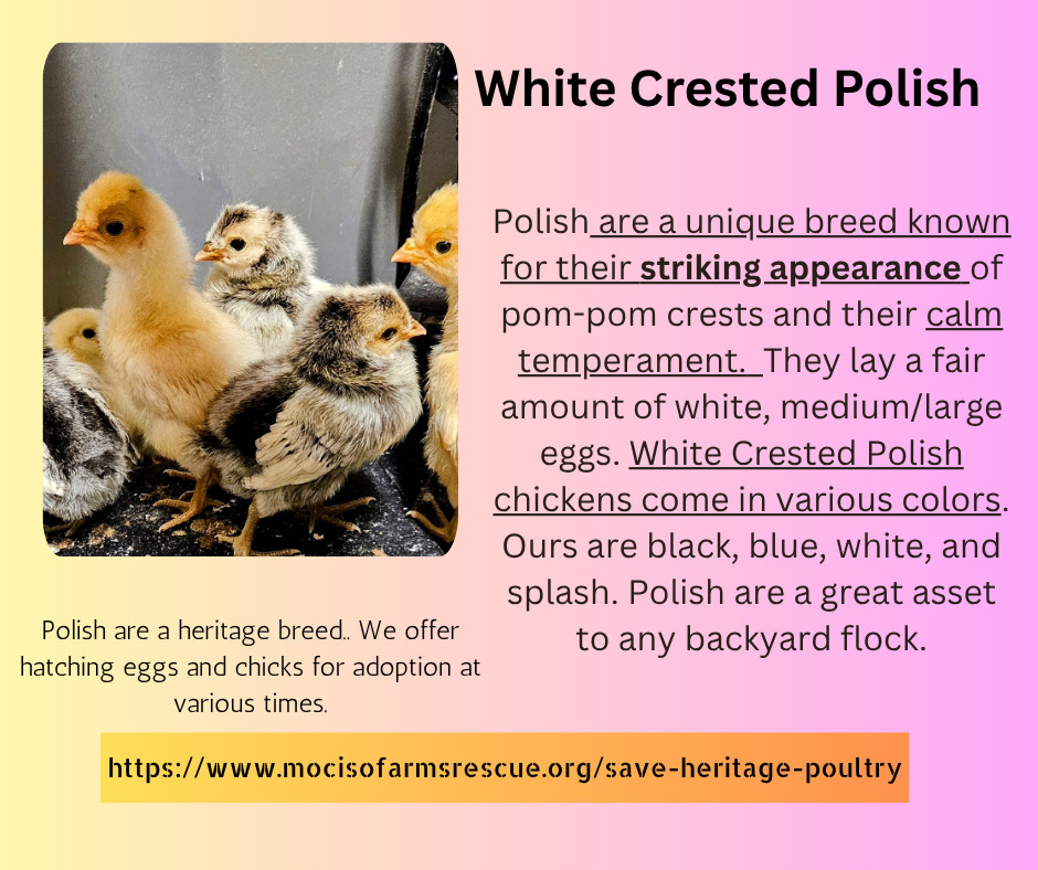 Polish Hatching Eggs White Crested PRICE PER EGG