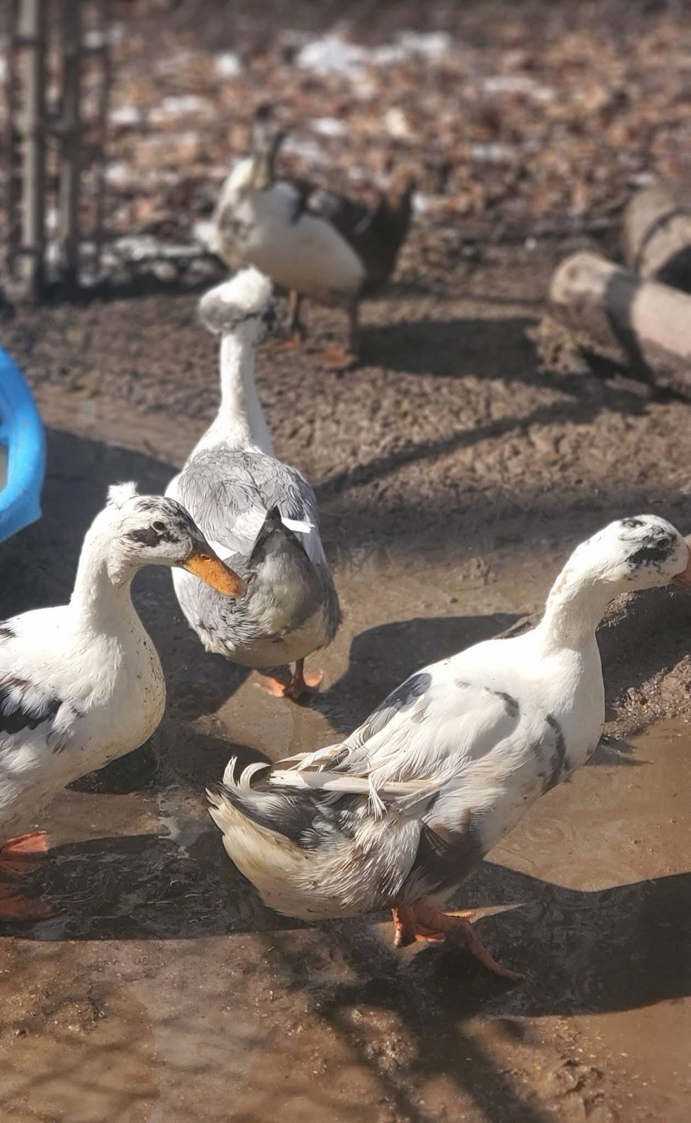 10 Crested Magpie Duck Hatching eggs *RARE*