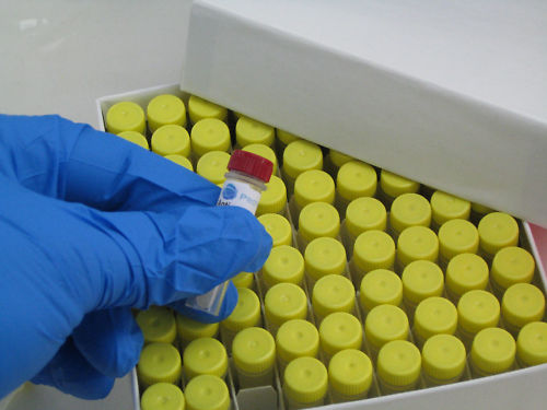 5 mg purified Avidin from egg white