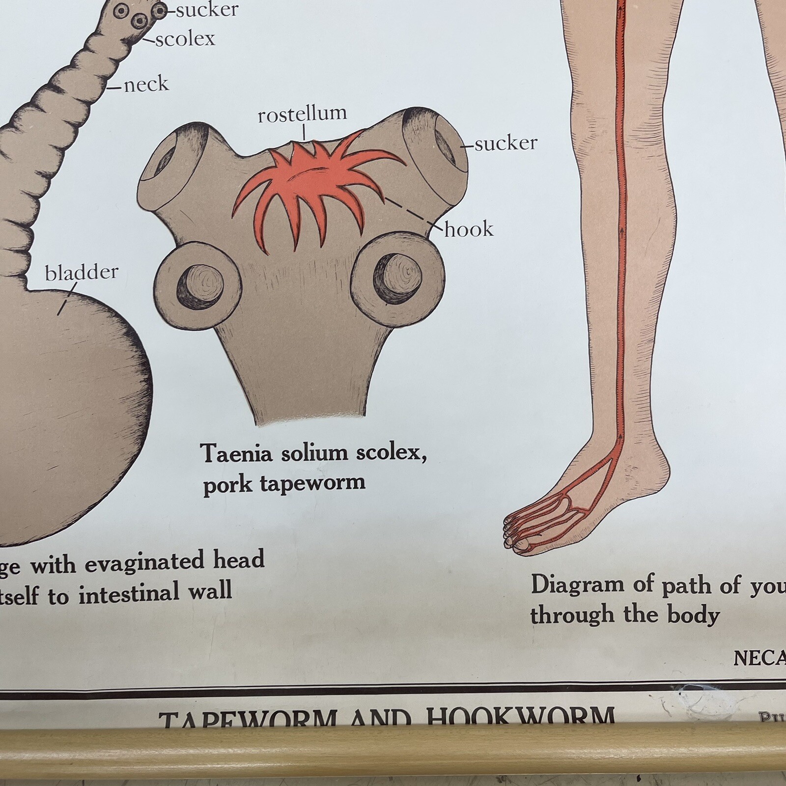 Vintage A.J Nystrom & Co. pull down Jurica Biology Series Tapeworm Hookworm