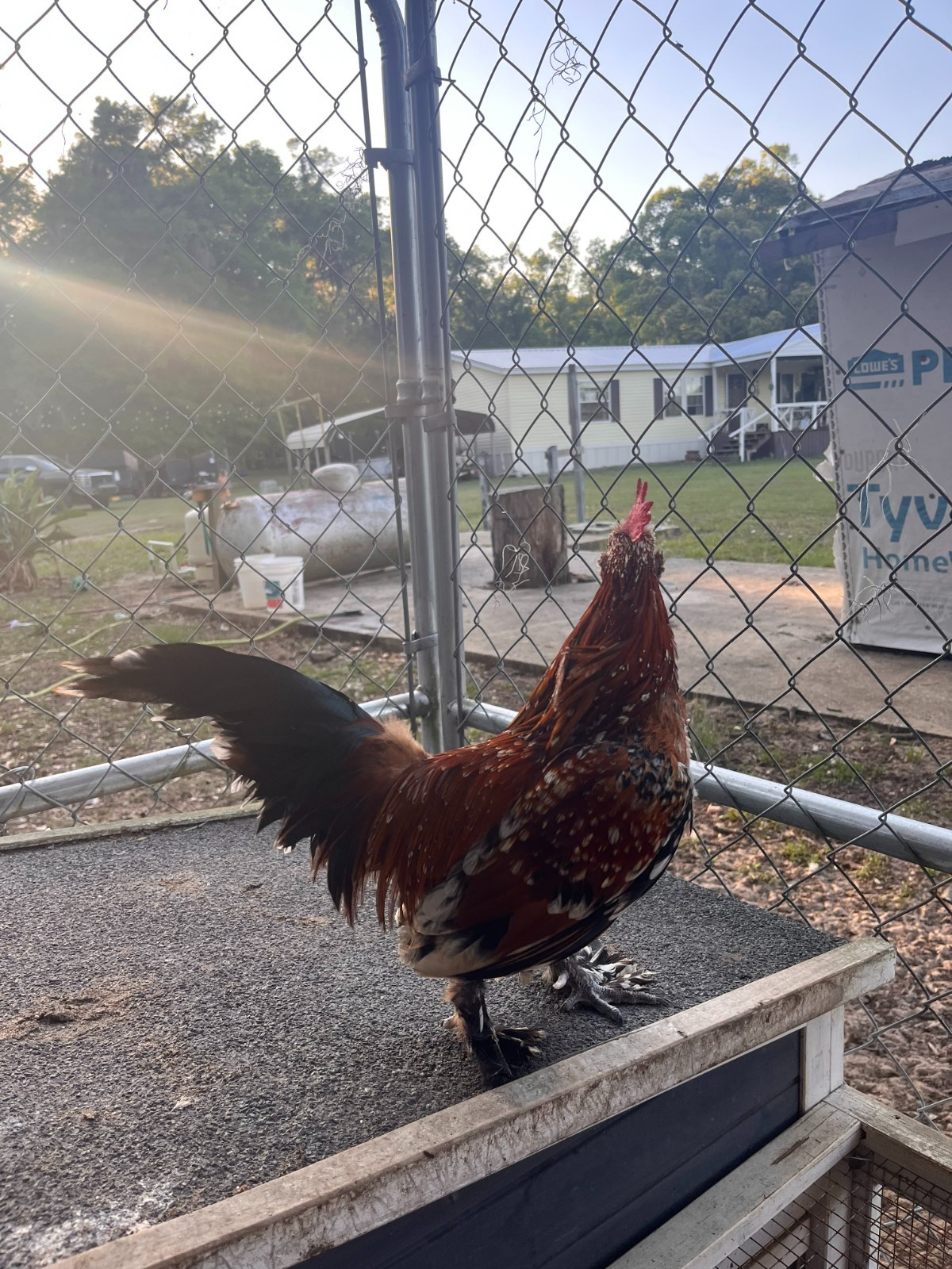 10+2 Bantam D'Uccle/Silkie Hatching Eggs- NPIP/AI Clean