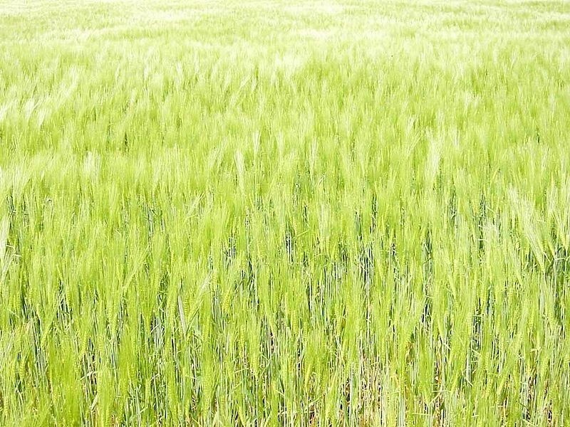 Oat Seeds For Sprouting Catgrass Fodder Grains Cover Crop Hay Coker NON-GMO