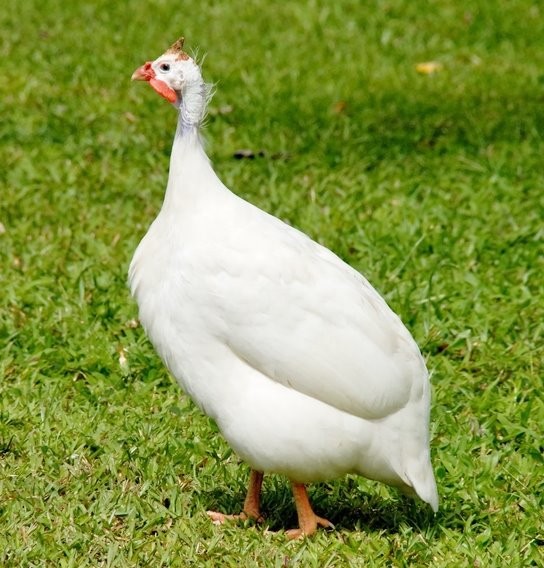 10  Mixed Color Guinea fowl hatching eggs