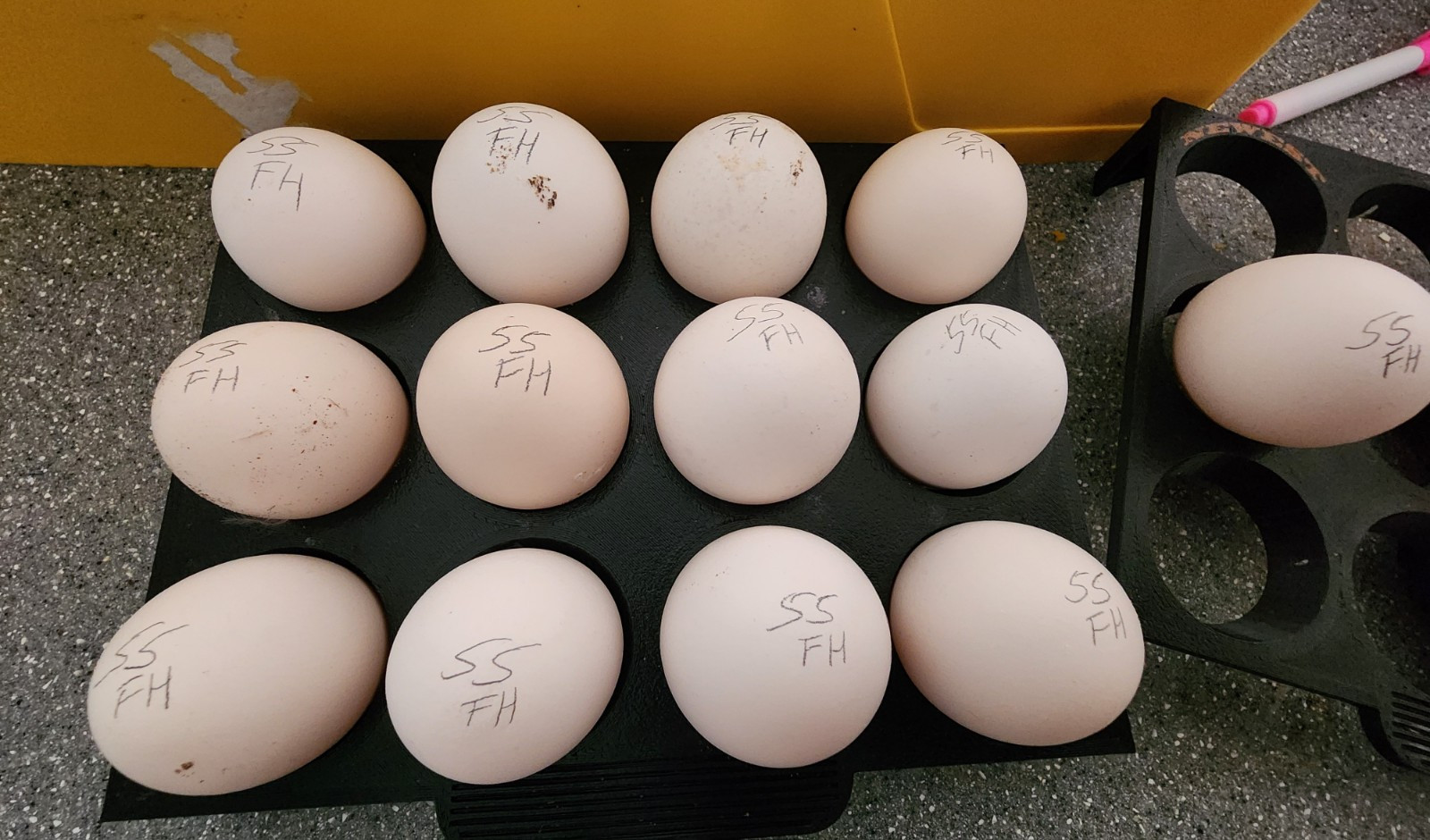 4+ 55 Flowery Hens