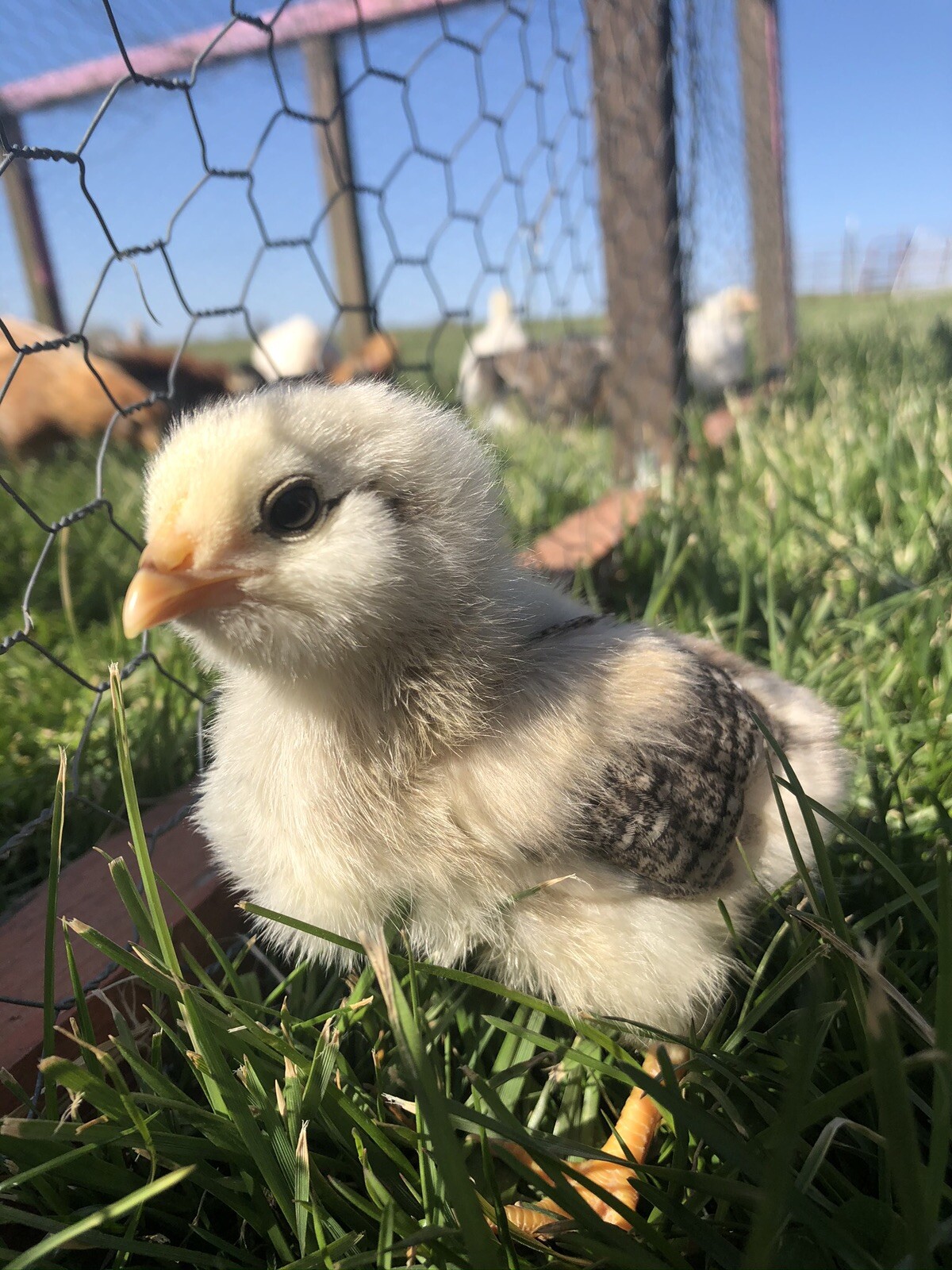 Hatching Eggs OLIVE 6+ extras EE Marans Olive / Mint / Sage / Green Rainbow