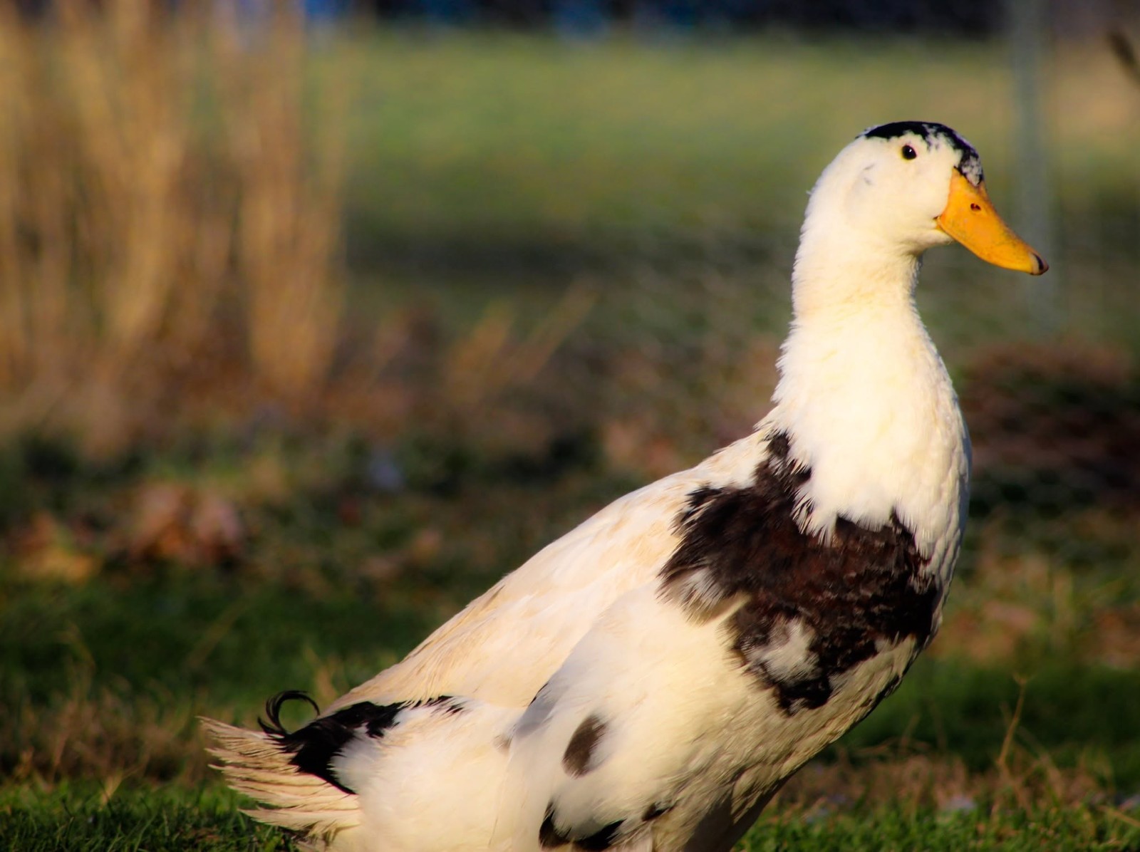 Half Dozen Ancona Duck Hatching Eggs-PA Shipping Only