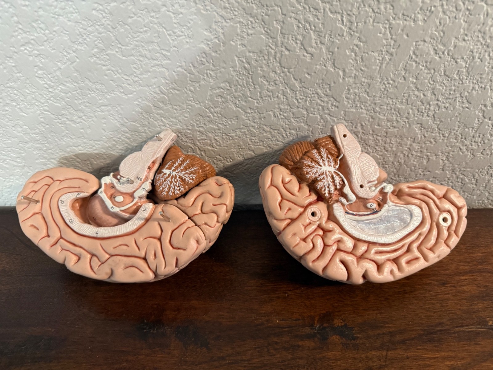 vintage anatomy model brain model 4 pieces