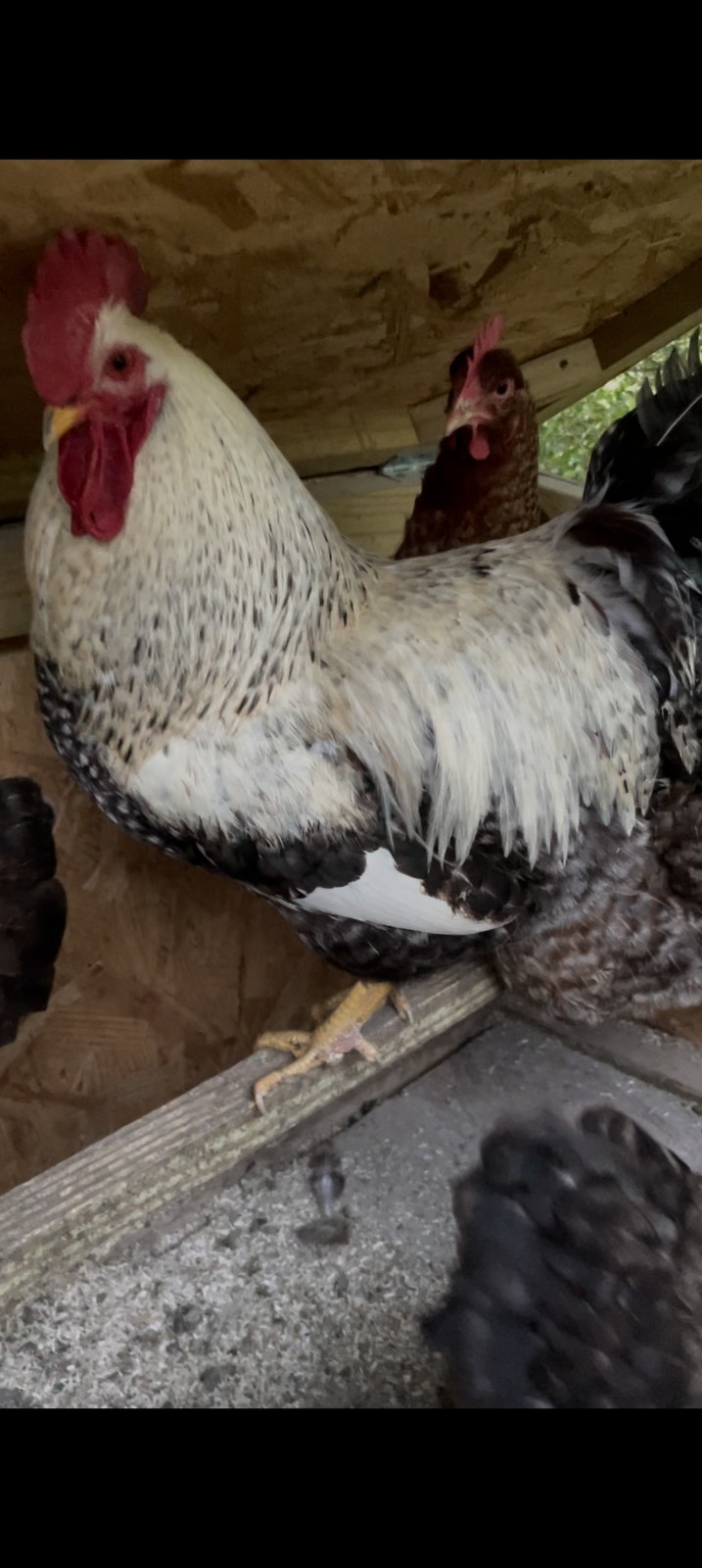 hatching eggs silver Bielefelder one dozen