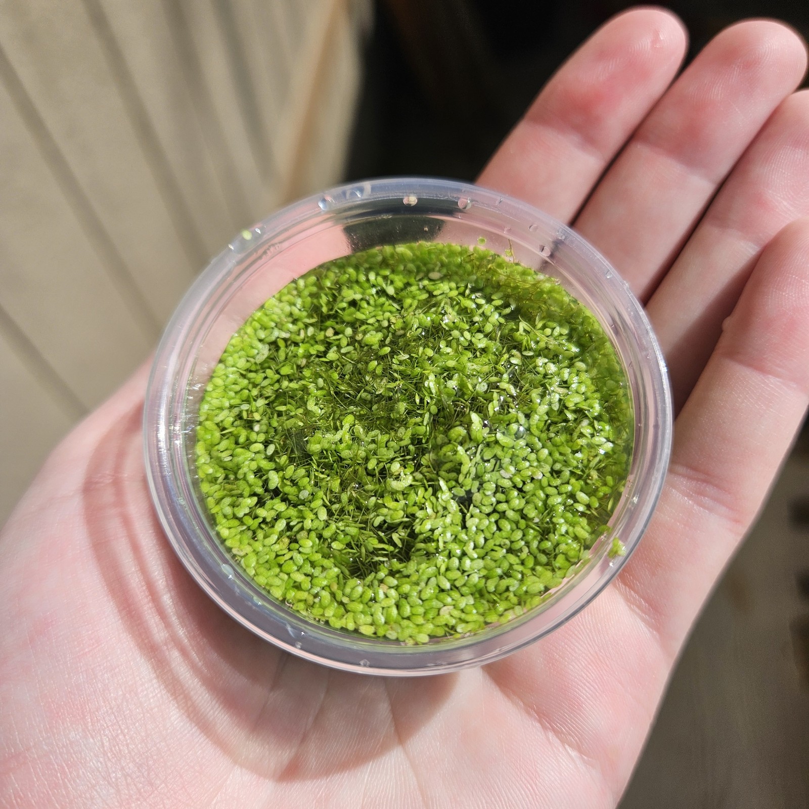 Mixed Duckweed (Lemna Minor) Easy Live Floating Aquarium Plant Grown Indoors 2oz