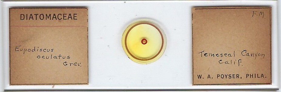Eupodiscus aculatus Diatom from Temescal Canyon California Slide by W. A. Poyser