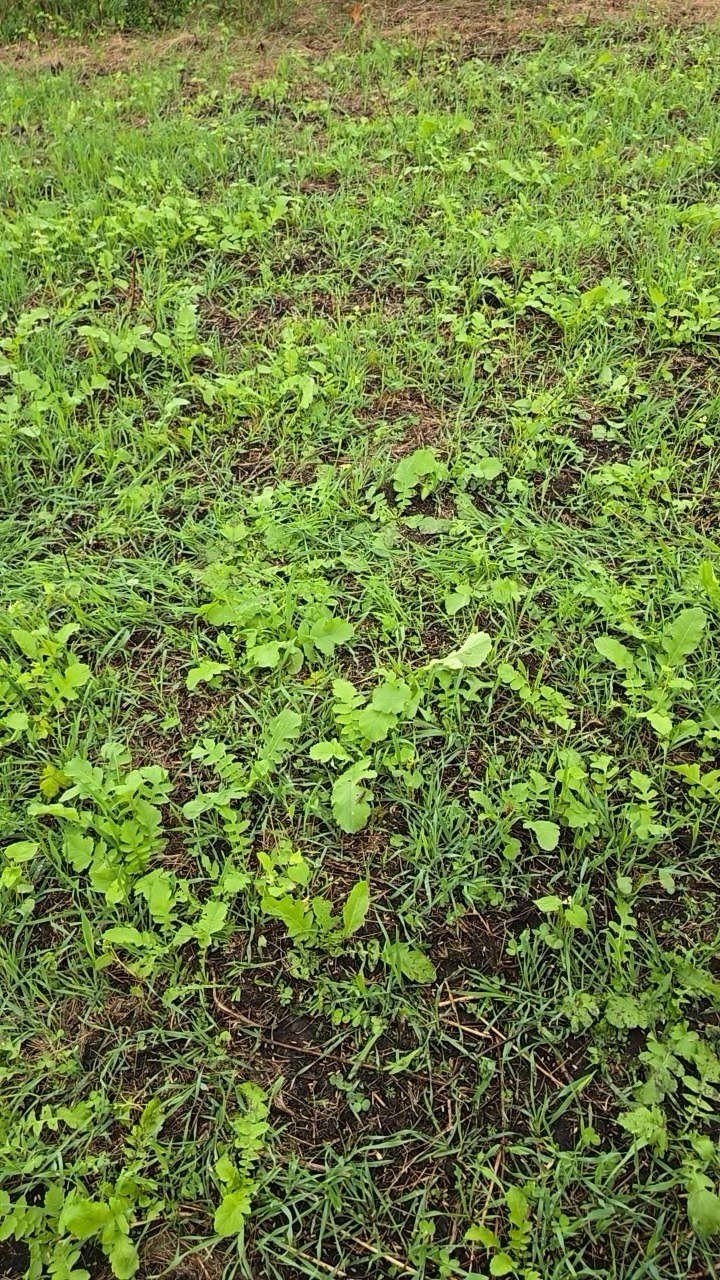 Annual Fall Food Plot Mix